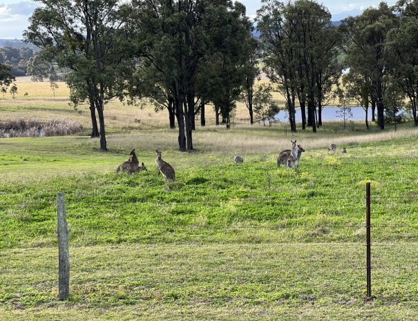 Kangaroos at winery