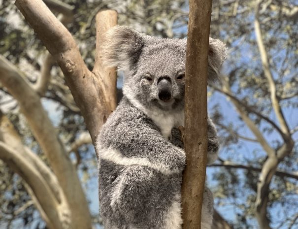 Koala2 Large