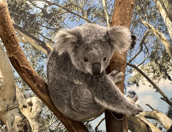 Koala private tour