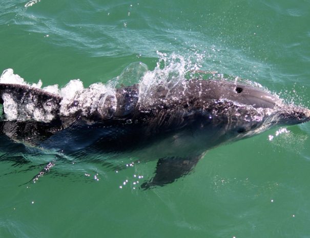 Dolphin