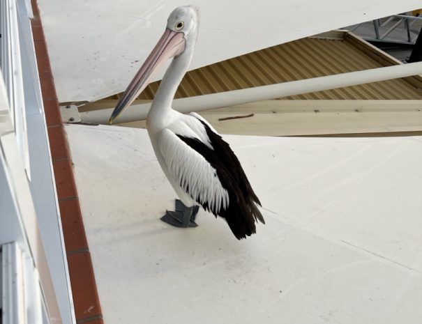 Port-Stephens-pelican1 Large