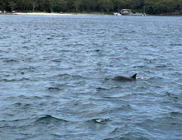 Port-stephens-Dolphin2 Large